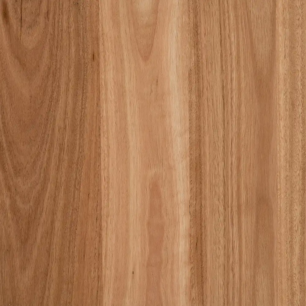 Blackbutt